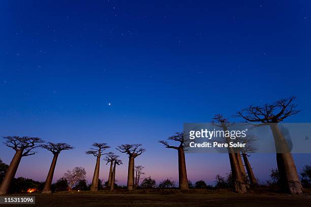 allée des baobabs by night - baobab tree stock pictures, royalty-free photos & images