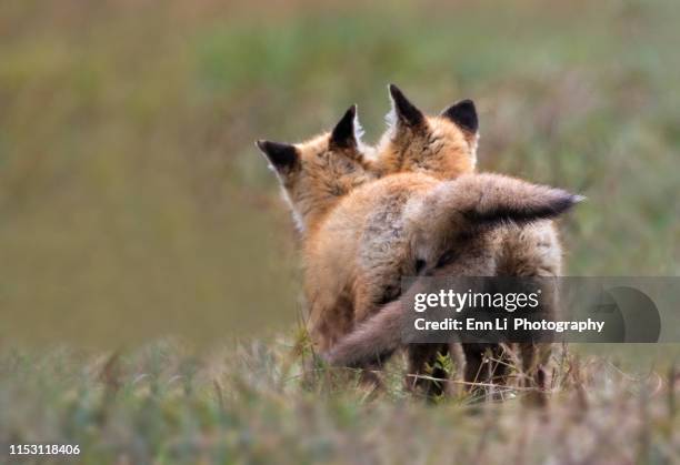 red fox kits - schwanz stock-fotos und bilder