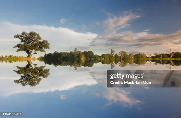 reflection of blue sky and tree - river east stock pictures, royalty-free photos & images