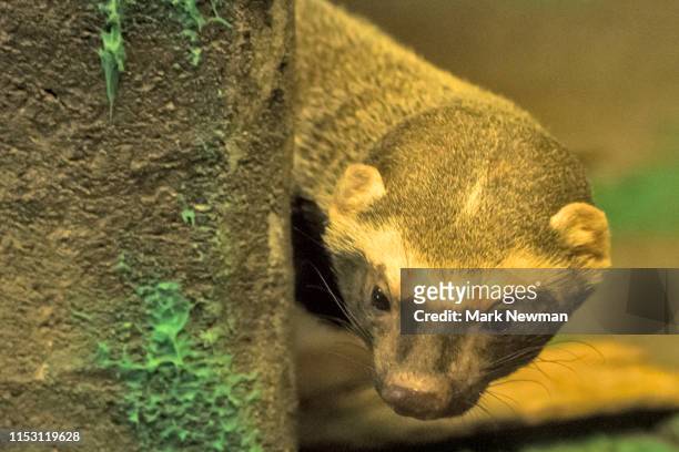 honey badger - honey badger stock pictures, royalty-free photos & images