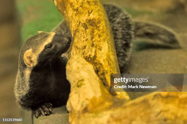 honey badger - honey badger stock pictures, royalty-free photos & images