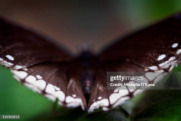 butterfly - camberley stock pictures, royalty-free photos & images
