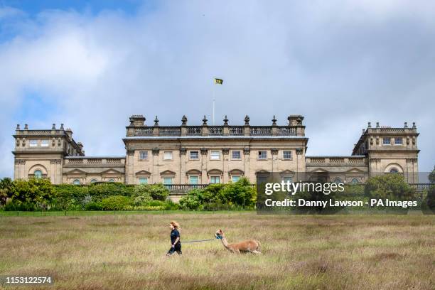 Francesca de Bernart walks Zebedee the Alpaca in the grounds of Harewood House in Yorkshire. The stunning 18th-century house in the heart of the...