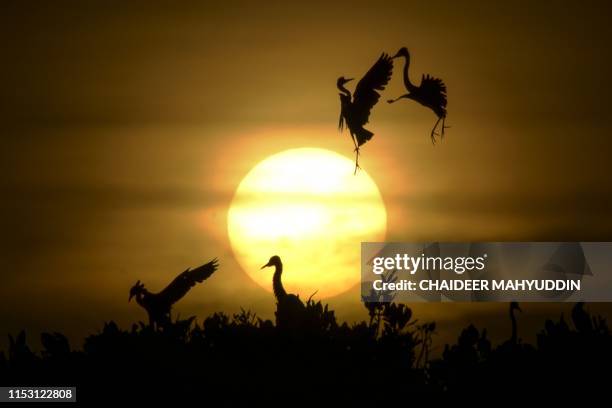 Some Egret birds take a flight as others rest on the top of mangrove trees during sunset at Kajhu beach, in Aceh province on July 1, 2019.