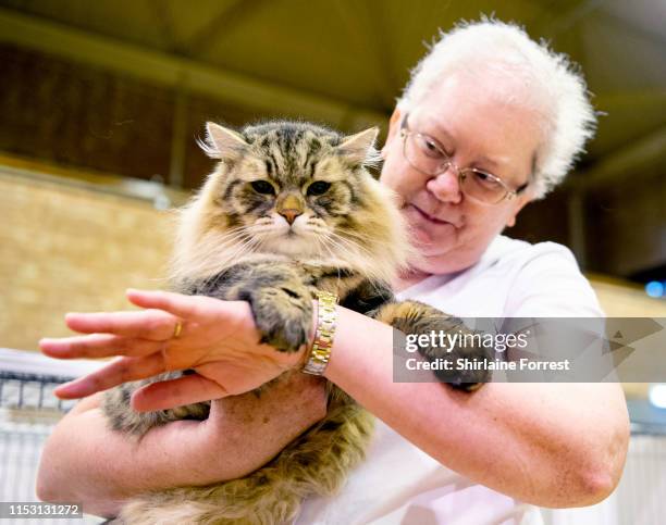 Winner of Best in Show Musrafy Kazimir, a Siberian cat participates in the Merseyside Cat Show at Sutton Leisure Centre on June 01, 2019 in St...