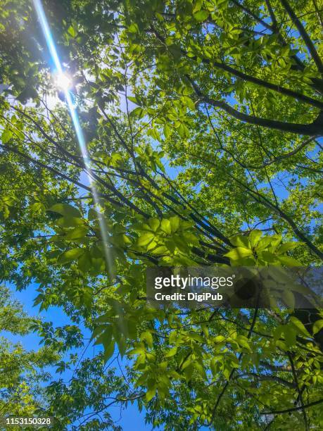 low angle view of keyaki against the sun - japanese zelkova stock pictures, royalty-free photos & images