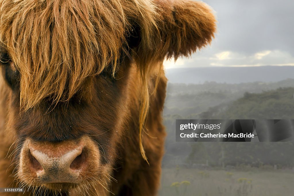 Highland cow