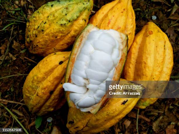 cocoa (theobroma cacao) is yellow - polvo de cacao fotografías e imágenes de stock