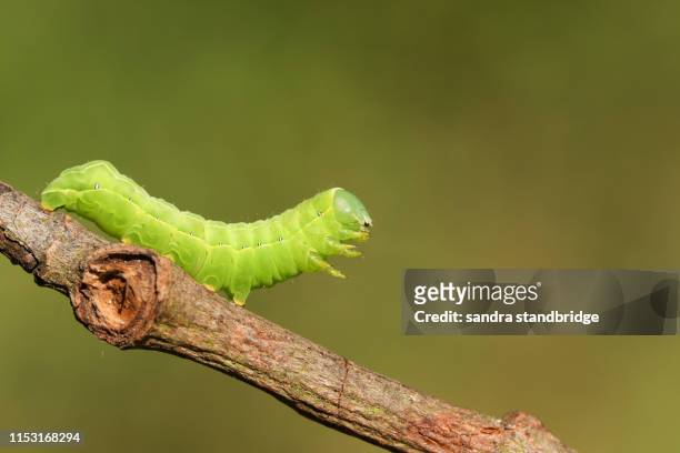 a pretty sprawler moth caterpillar, asteroscopus sphinx, walking along a twig at the edge of woodland. - caterpillar stock-fotos und bilder