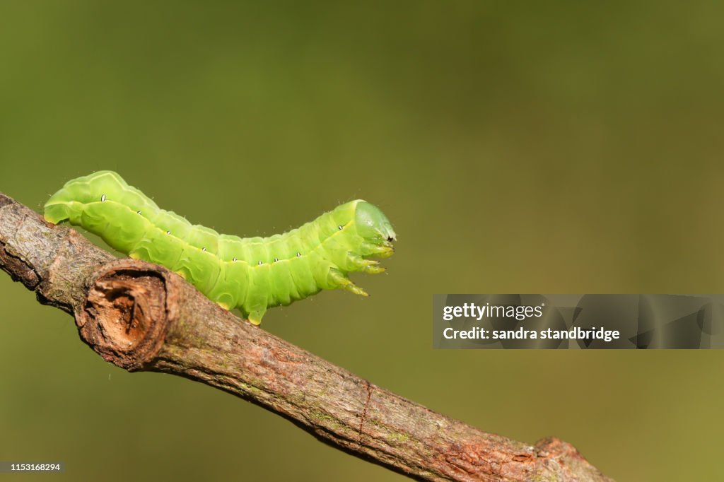 A pretty Sprawler Moth Caterpillar, Asteroscopus sphinx, walking along a twig at the edge of woodland.