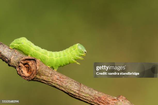 a pretty sprawler moth caterpillar, asteroscopus sphinx, walking along a twig at the edge of woodland. - caterpillar stock pictures, royalty-free photos & images