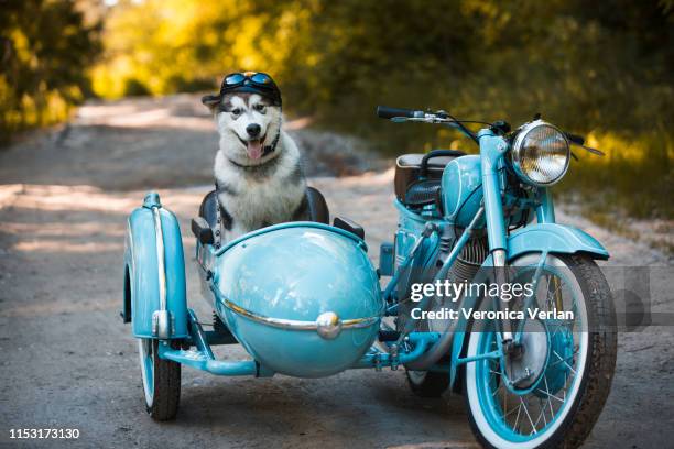 malamute puppy in a motorcycle sidecar - motorcycle side car stock pictures, royalty-free photos & images