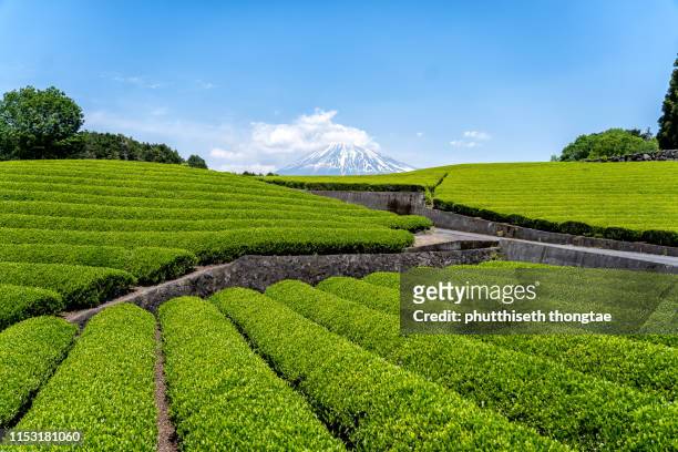 fuji mountain and tea plantation at shizuoka,yamanashi, japan, mount fuji or fujisan located on honshu island, is the highest mountain in japan. - thé vert photos et images de collection