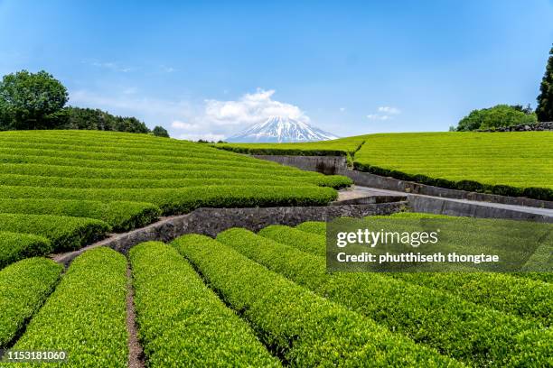 fuji mountain and tea plantation at shizuoka,yamanashi, japan, mount fuji or fujisan located on honshu island, is the highest mountain in japan. - yamanashi stockfoto's en -beelden