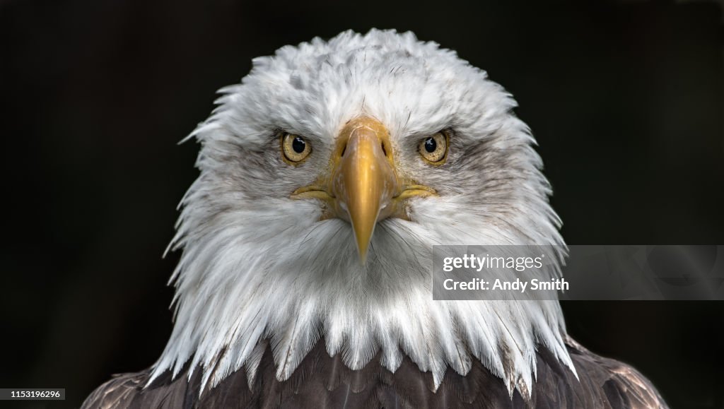 Bald Eagle portait