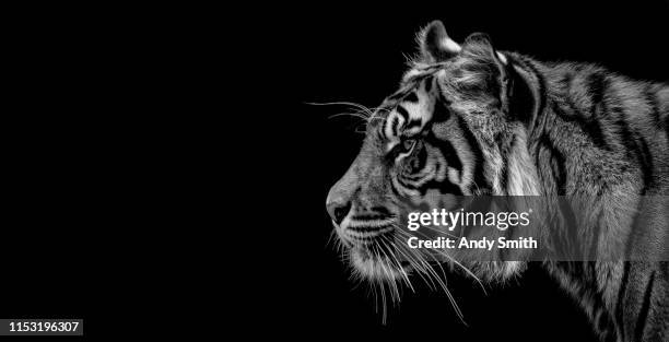 black and white portrait of a tiger - tiger cu portrait stock pictures, royalty-free photos & images