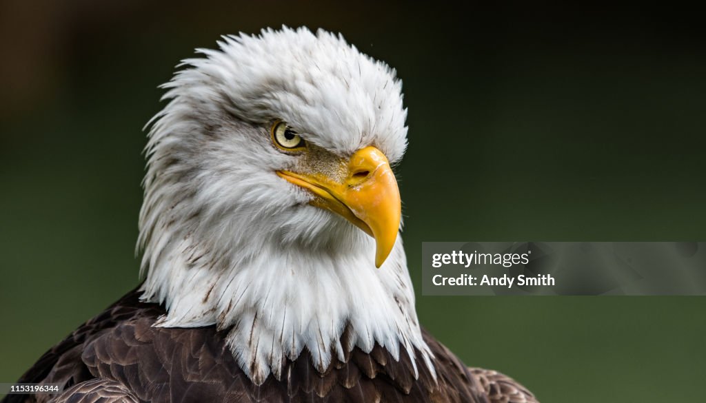 The stare of a Bald Eagle