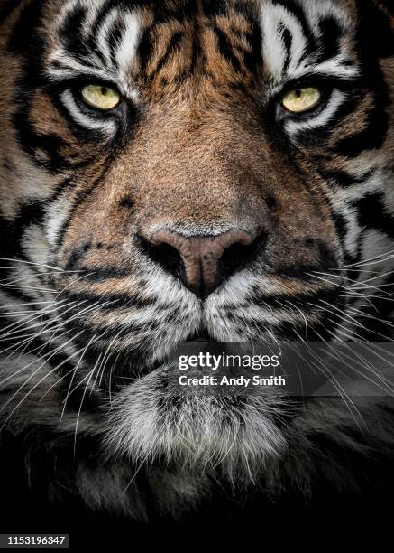 close up portrait of a tiger - tiger stock-fotos und bilder