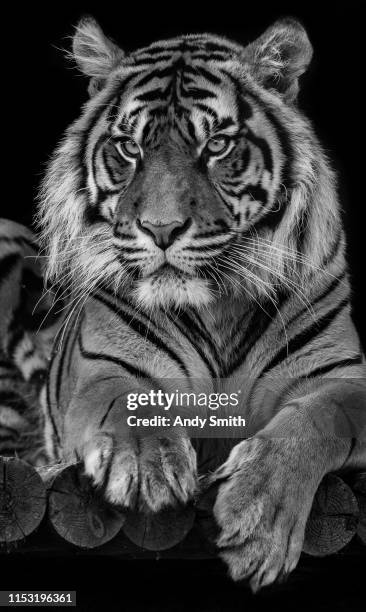 3,959 Black And White Tiger Photos and Premium High Res Pictures - Getty Images 3,959 Black And White Tiger Photos and Premium High Res Pictures - Getty Images