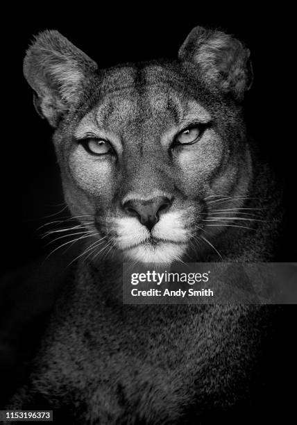 portrait of a puma - mountain lion stock pictures, royalty-free photos & images