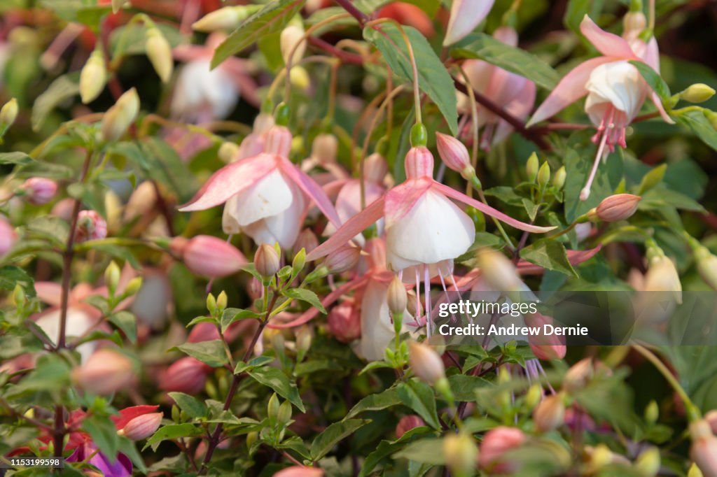 Fuschia Flower