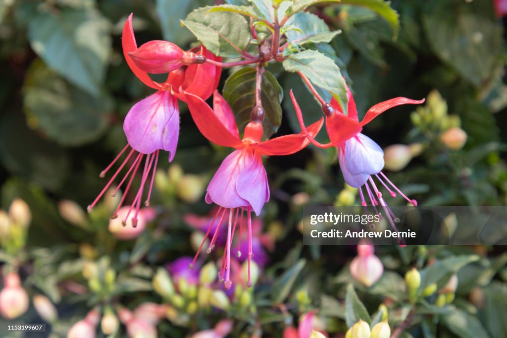 Fuschia Flower