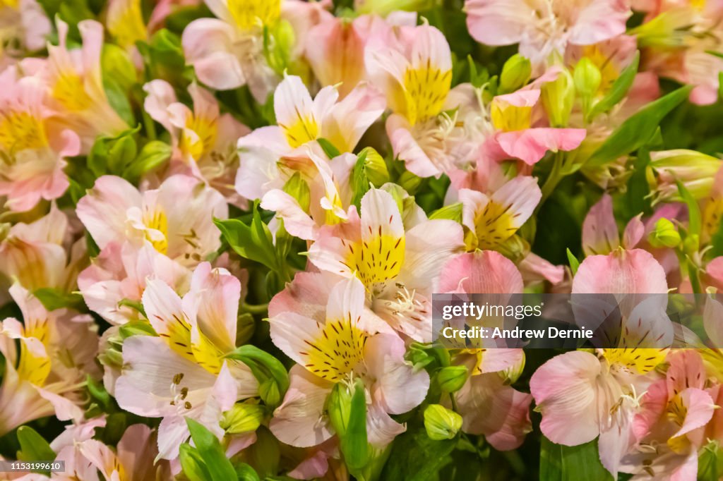 Vibrant Alstroemeria flowers, commonly called the Peruvian lily or lily of the Incas