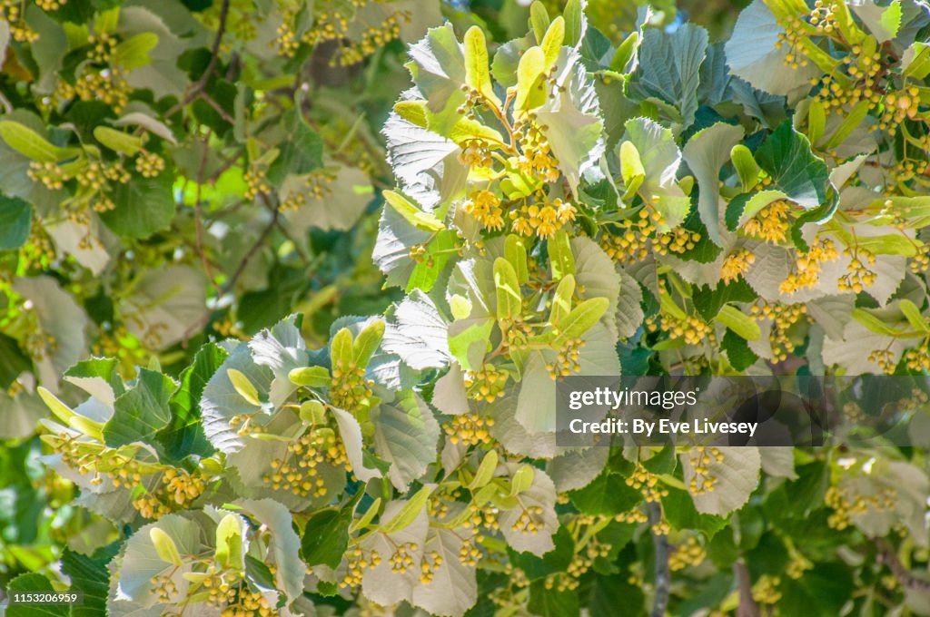 Tilia Tomentosa Tree Flowers