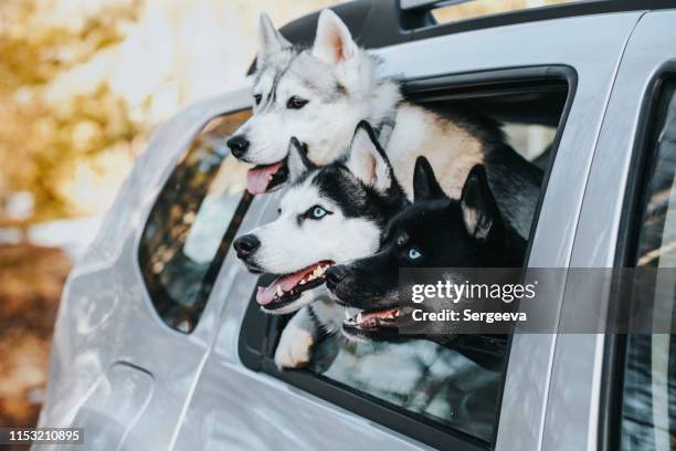 three dogs in the car - siberian husky stock pictures, royalty-free photos & images