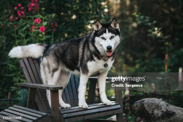 hund im morgengarten - blue november stock-fotos und bilder