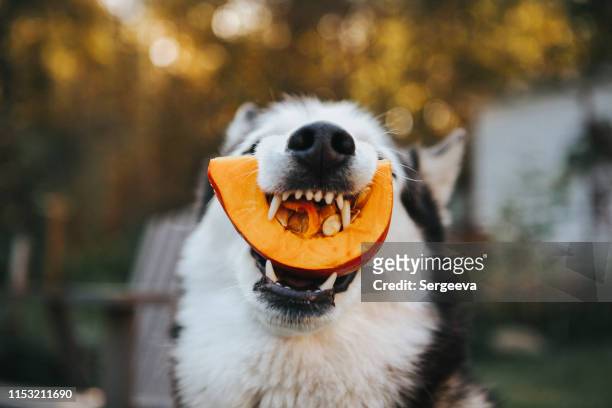 dog siberian husky eating a pumpkin - halloween dog stock pictures, royalty-free photos & images