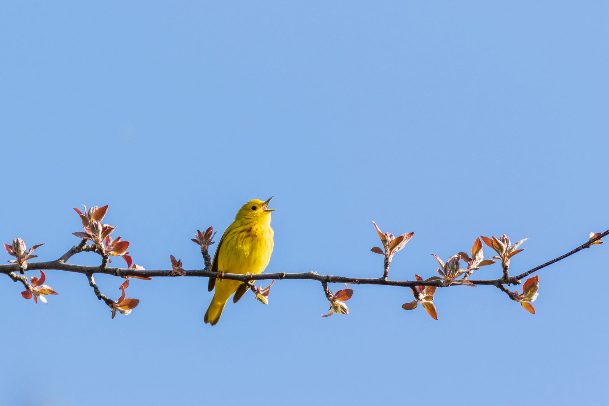 birds in spring