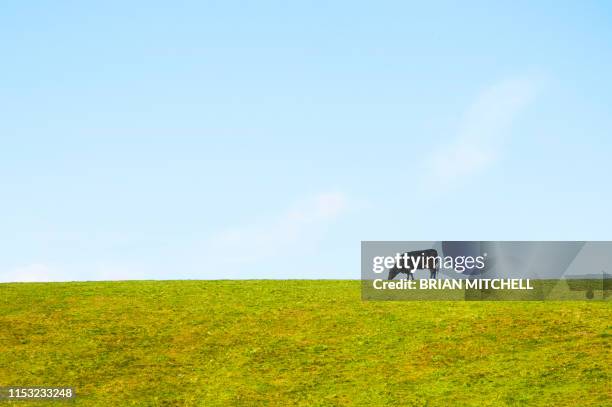 dairy cow standing alone in a meadow, silhouetted agint the sky-line - milking farm ストックフォトと画像