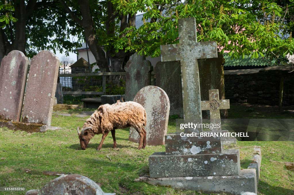 Sheep being used to graze in a rural churchyard to keep the graves neat and tidy and well trimed