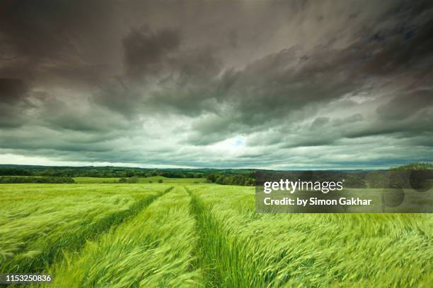 swaying barley with stormy sky - swaying stock pictures, royalty-free photos & images