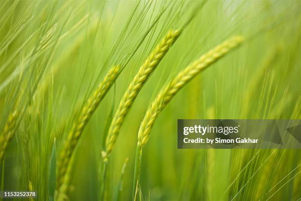 close up of barley - climate resilience stock pictures, royalty-free photos & images