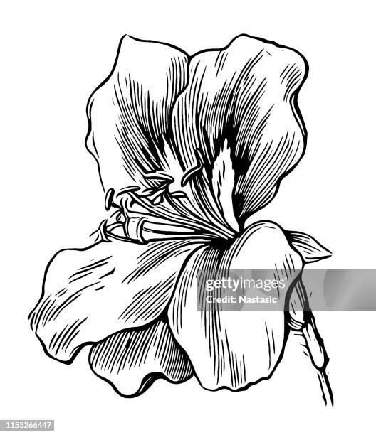 535 Ilustraciones de Geranio - Getty Images 535 Ilustraciones de Geranio - Getty Images