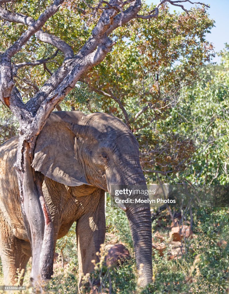 Elephant Scratching Post