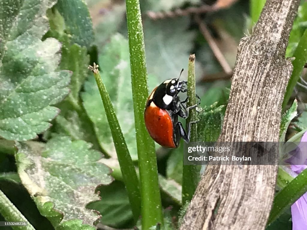 Ladybug on a plant
