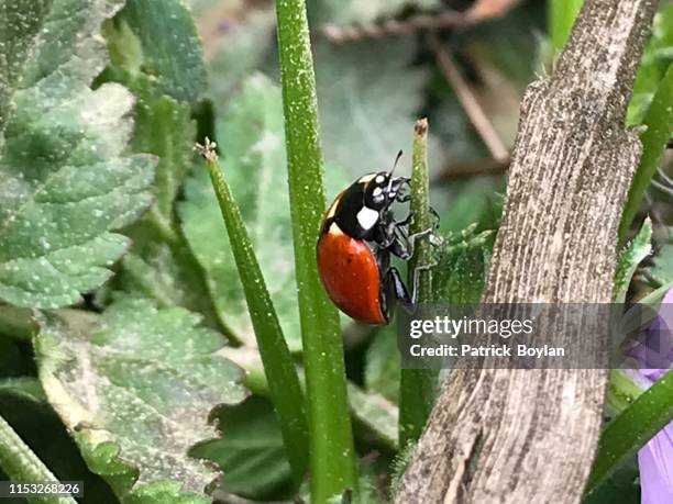 Ladybug On A Plant High-Res Stock Photo