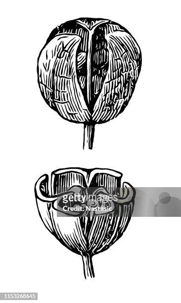 ilustrações, clipart, desenhos animados e ícones de squill, scilla amoena - campanula liliaceae