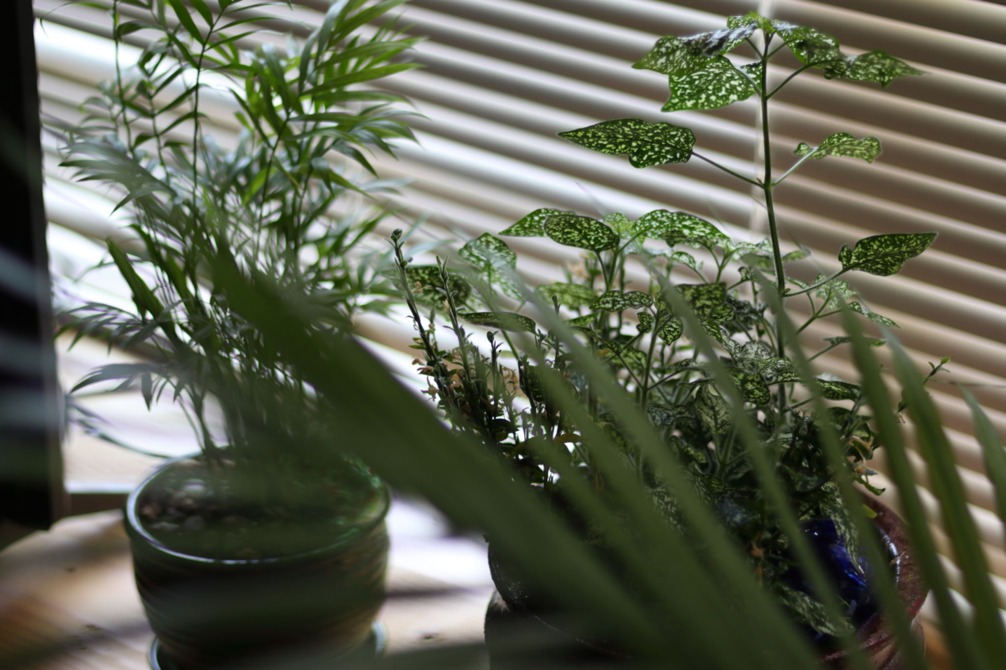 houseplants-indoors