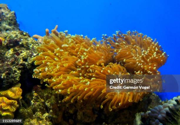 sebae sea anemone - sebae sea anemone stock pictures, royalty-free photos & images