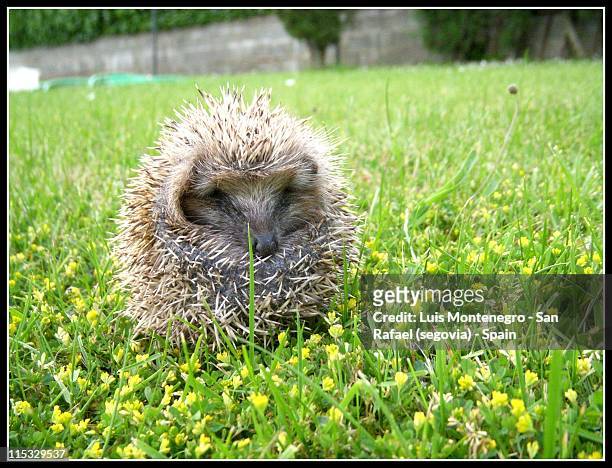 Hedgehog in spring