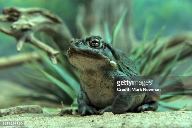 sonoran desert toad - toad stock pictures, royalty-free photos & images