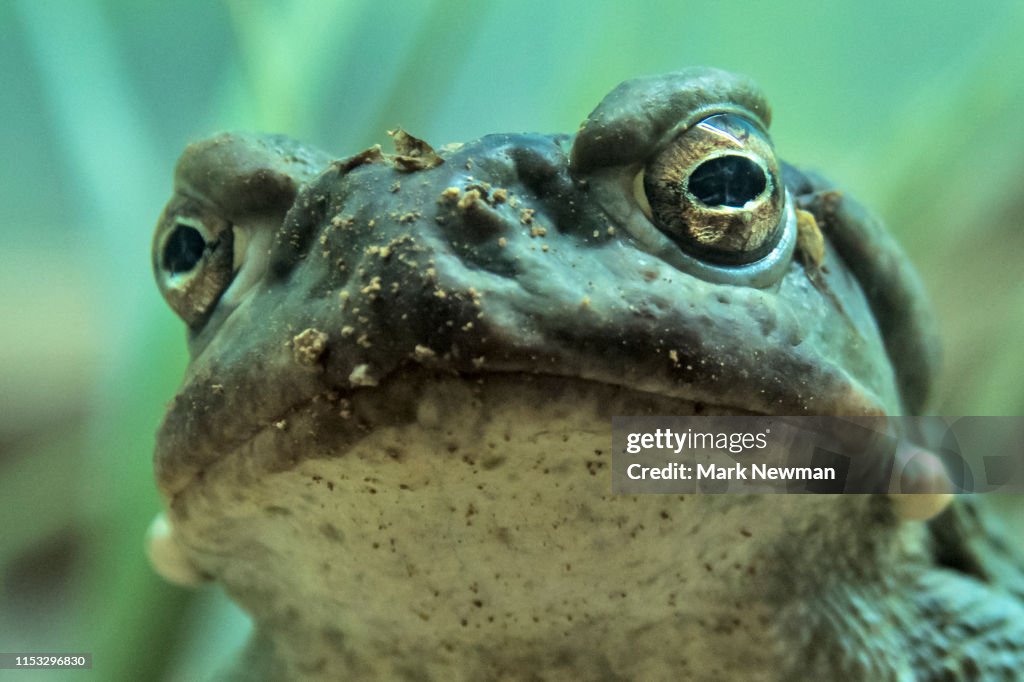 Sonoran Desert Toad