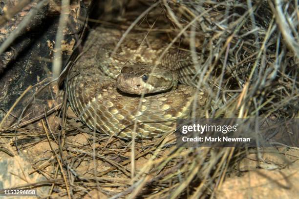 mojave green rattlesnake - rattlesnake stock pictures, royalty-free photos & images