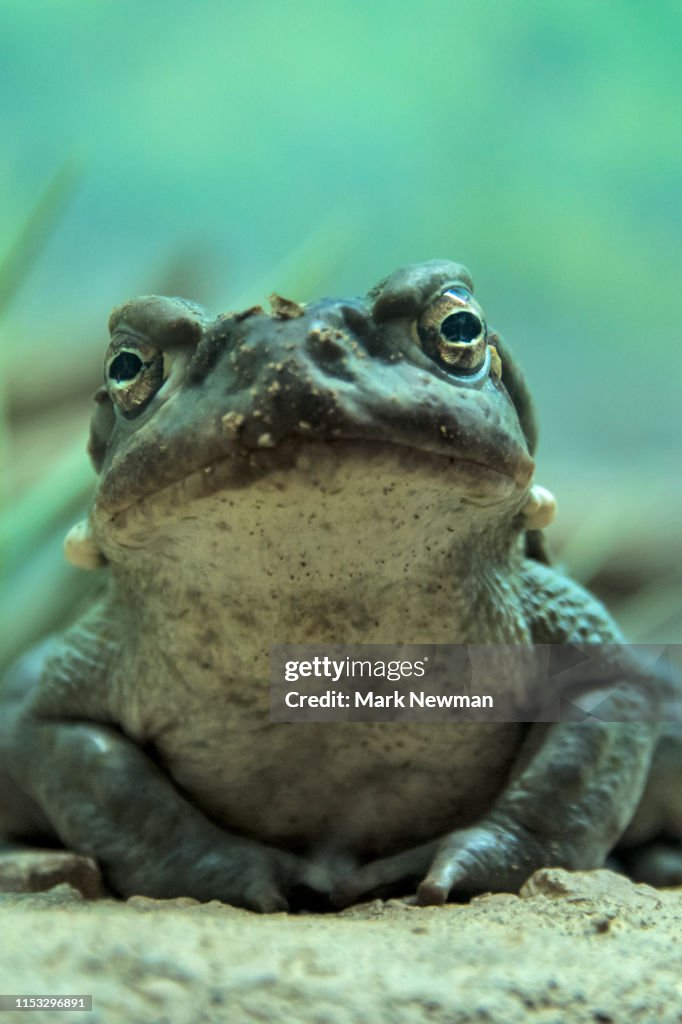 Sonoran Desert Toad