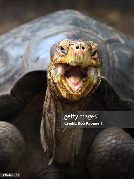 galapagos tortoise - schildkröte stock-fotos und bilder