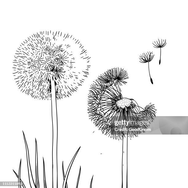 two dandelions - dandelion drawing stock illustrations